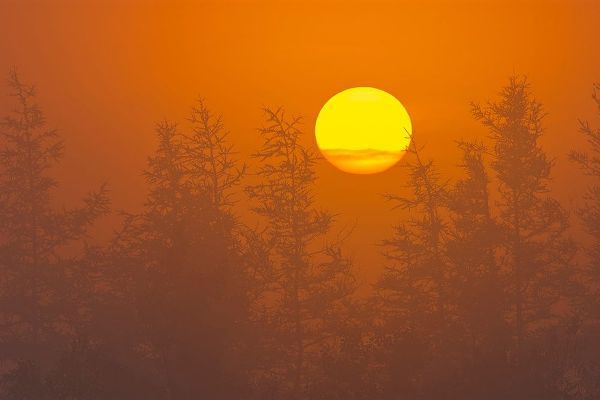 Canada-Quebec-Havre-Saint-Pierre Trees and fog at sunrise